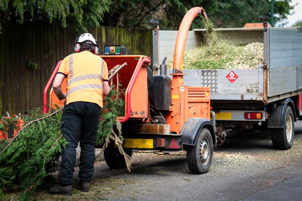 Tree Service